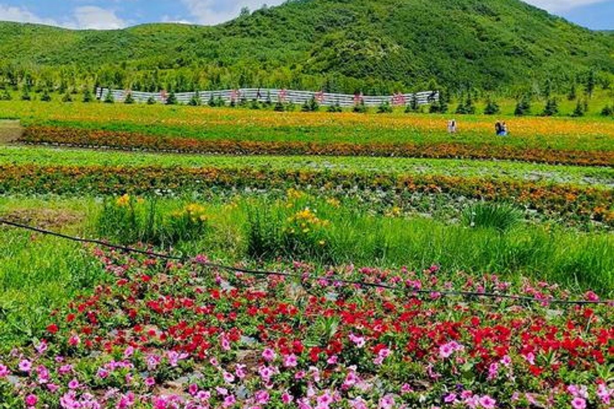 大通边麻沟花海