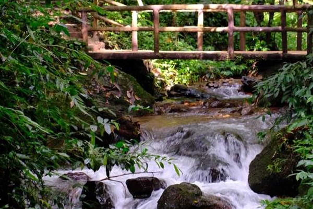 莫里热带雨林景区