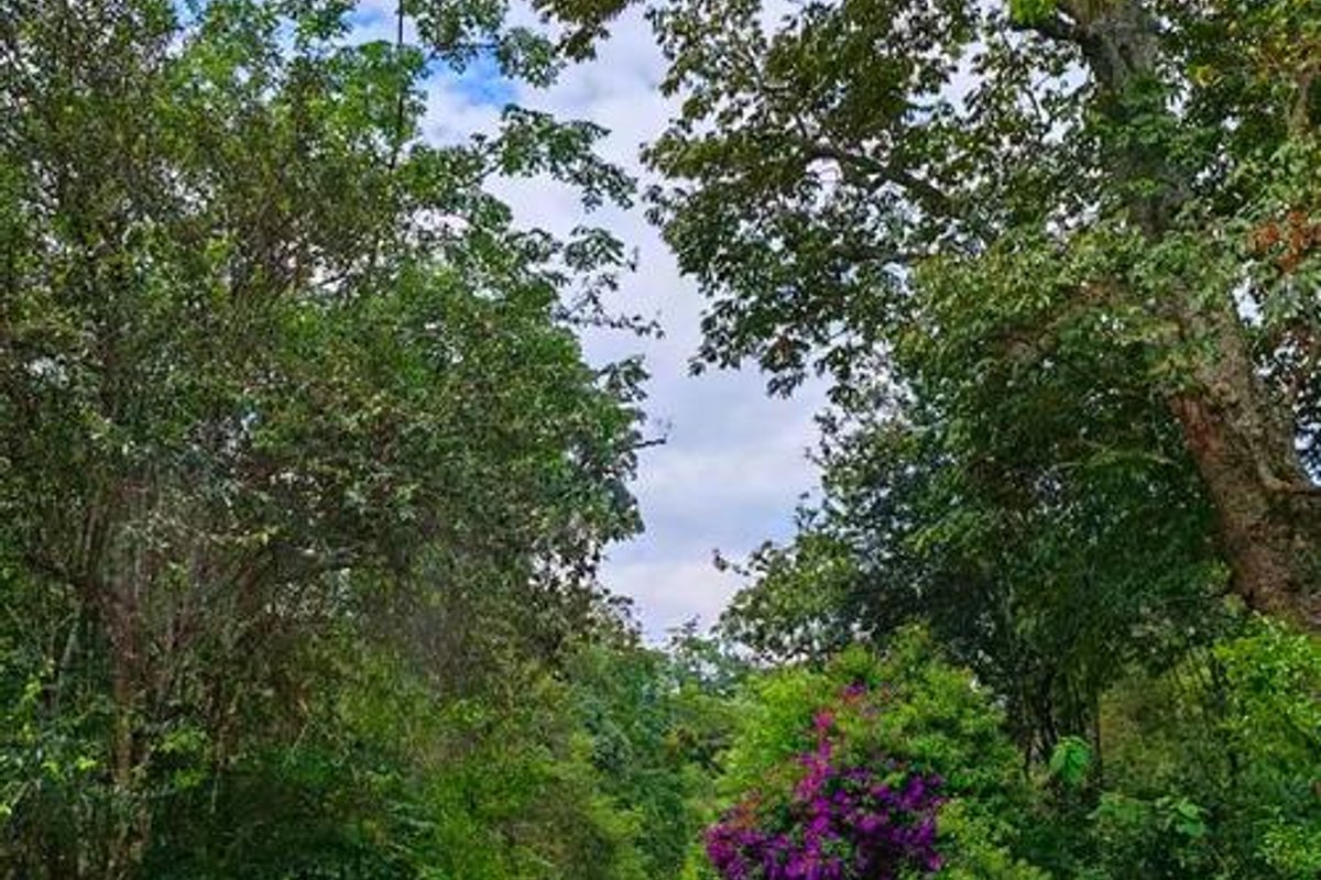 景迈山茶林文化景区