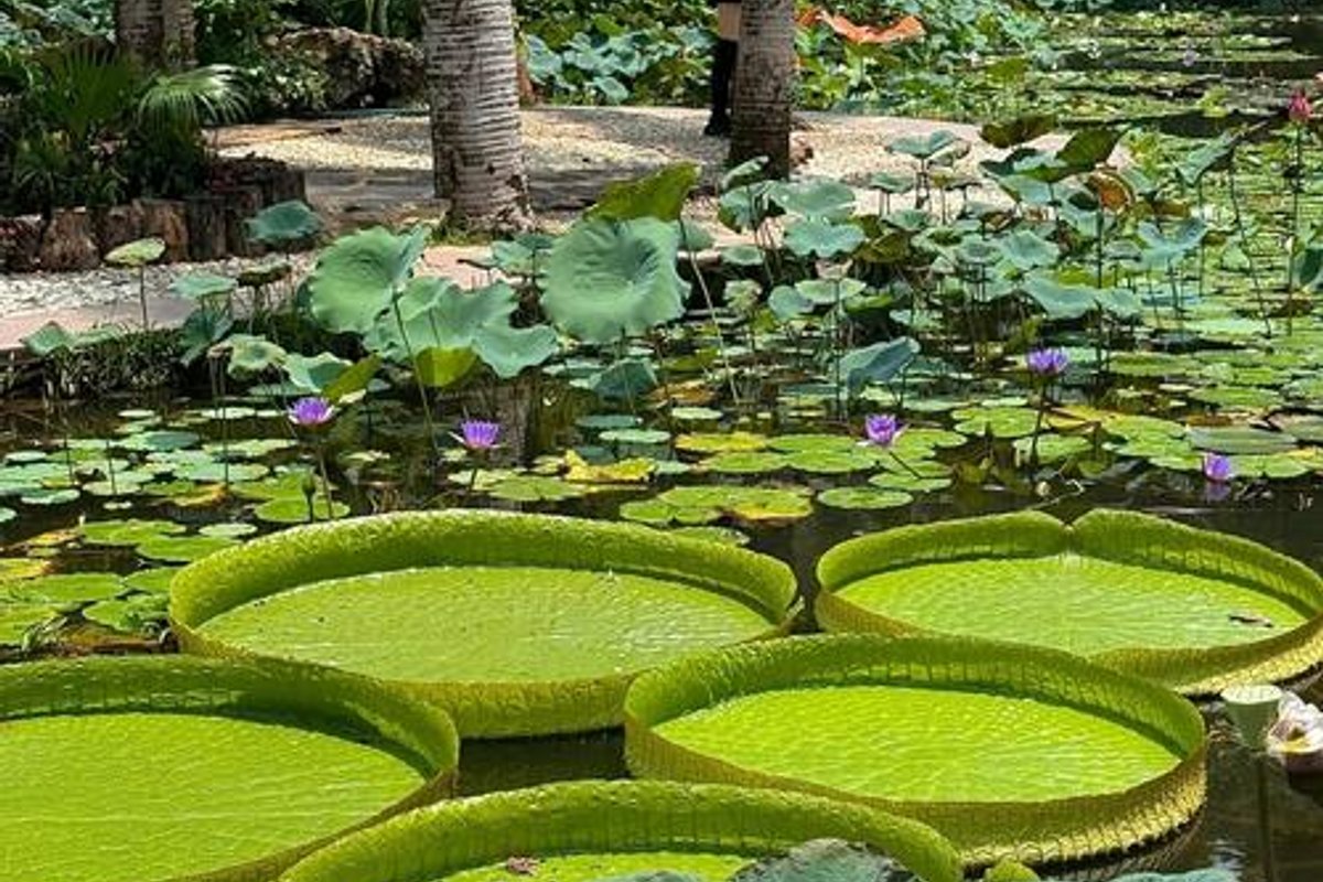 中国科学院西双版纳热带植物园景区
