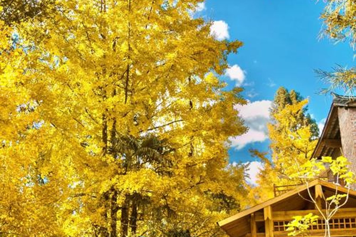 腾冲固东镇江东银杏村景区