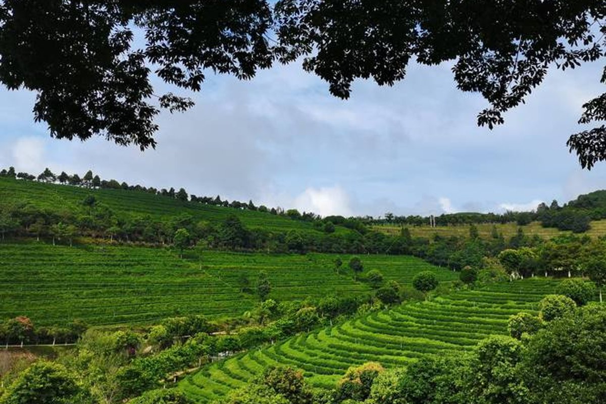 双江荣康达乌龙茶庄园景区